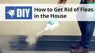 How To Get Rid of Fleas in The House - Indoor Flea Control Treatment