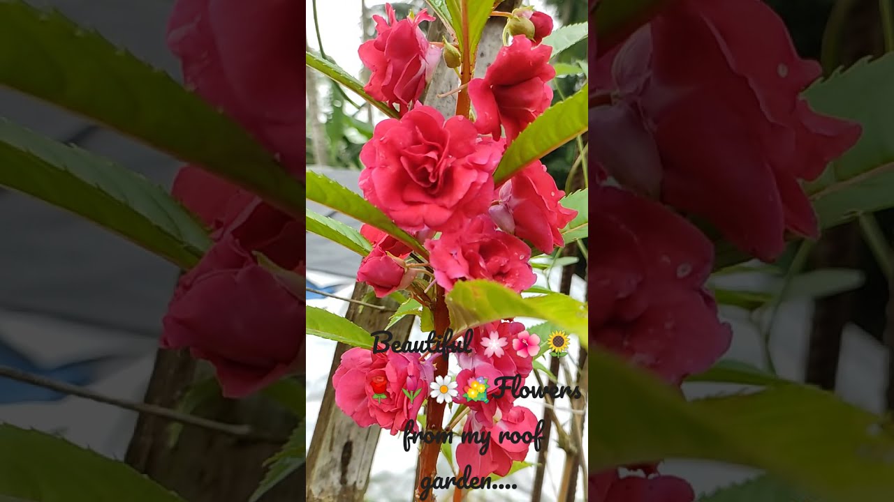 Beautiful flowers (haragoura) 🌸🌺🌻🌹🌷🌼💐 gardening from my roof garden ...