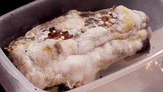 Can you Eat Mouldy Food? | After Life: The Science of Decomposition | Earth Lab