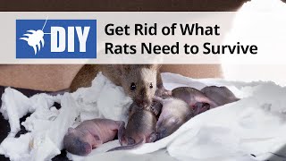 Get Rid of What Rats Need to Survive