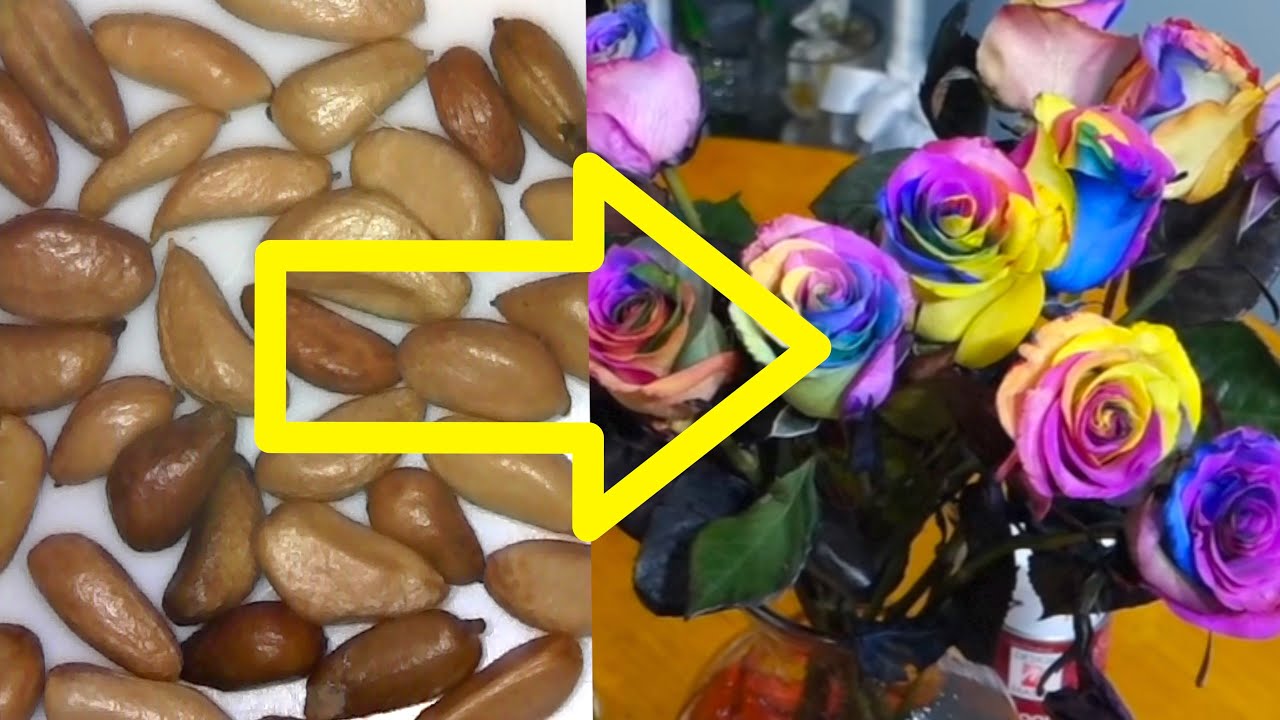 Rainbow Roses Seeds