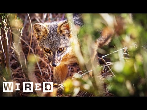 Meet The Tiny Foxes That Shouldn’t Be Alive | WIRED