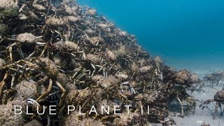 An army of spider crabs shed their shells - Blue Planet II: Episode 5 - BBC One