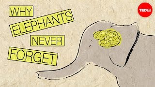 Why Elephants Never Forget - Alex Gendler