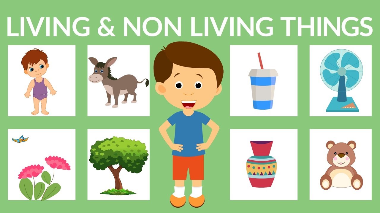 Living Non Living Things Kindergarten