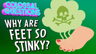 Why Are Feet So Stinky? | COLOSSAL QUESTIONS