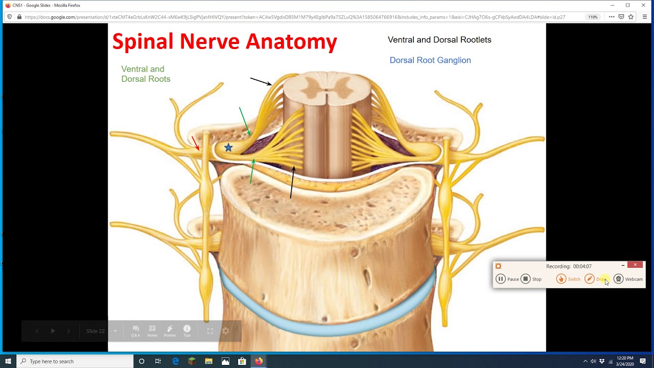 Spinal Cord 4 - YouTube