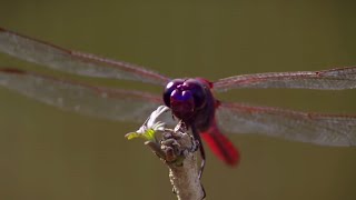 How Do Dragonflies See the World? | Animal Super Senses | BBC Earth