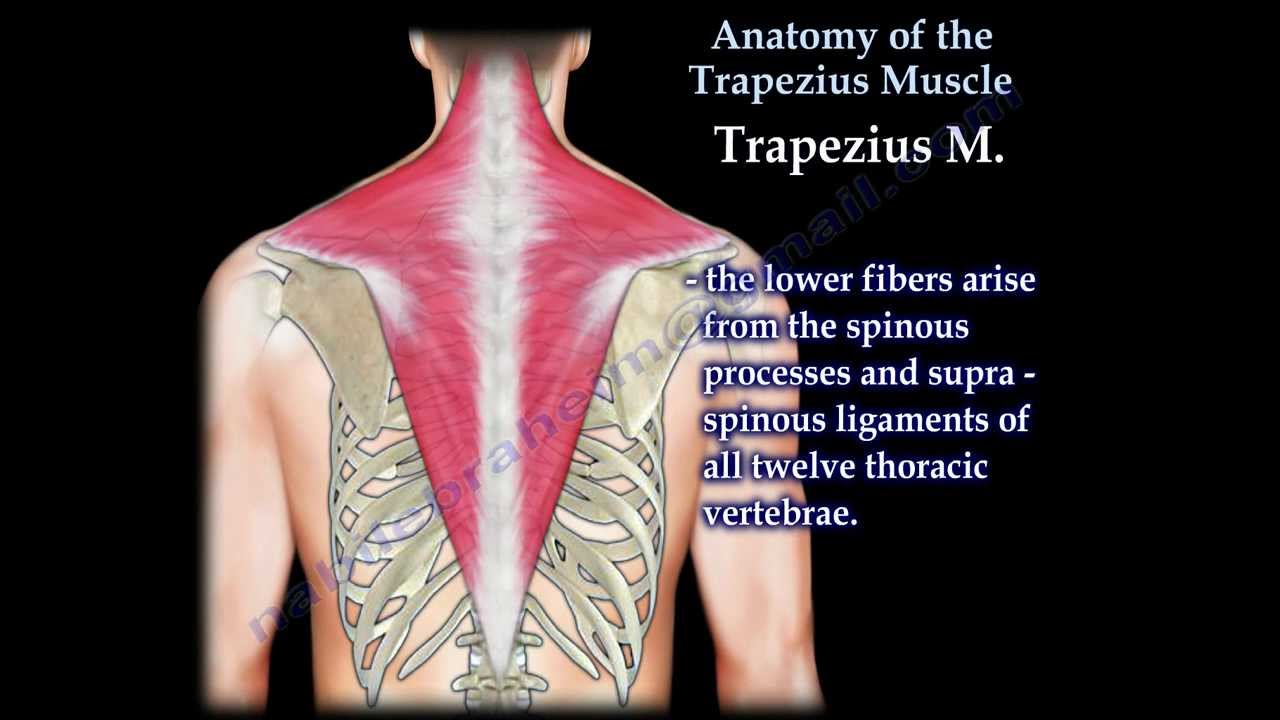 Trapezius Muscle Diagram