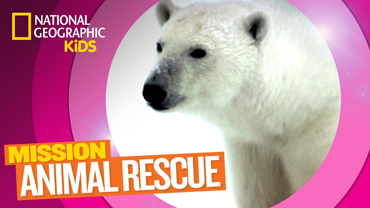 Polar Bears and How to Save Them | Mission Animal Rescue ...