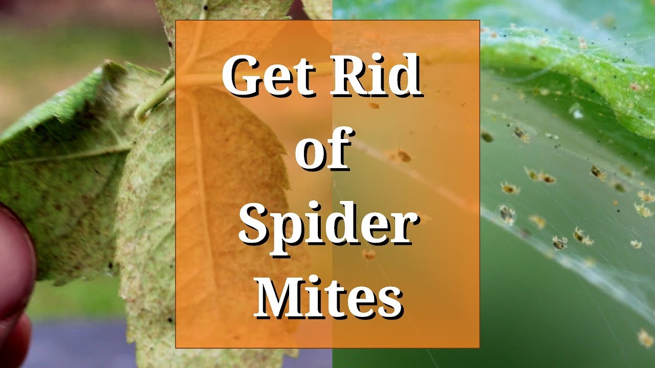 Get Rid Of Spider Mites - Youtube