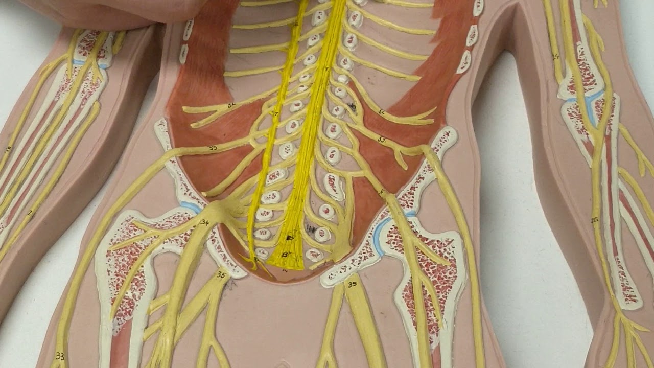 Nerve Plexus Anatomy