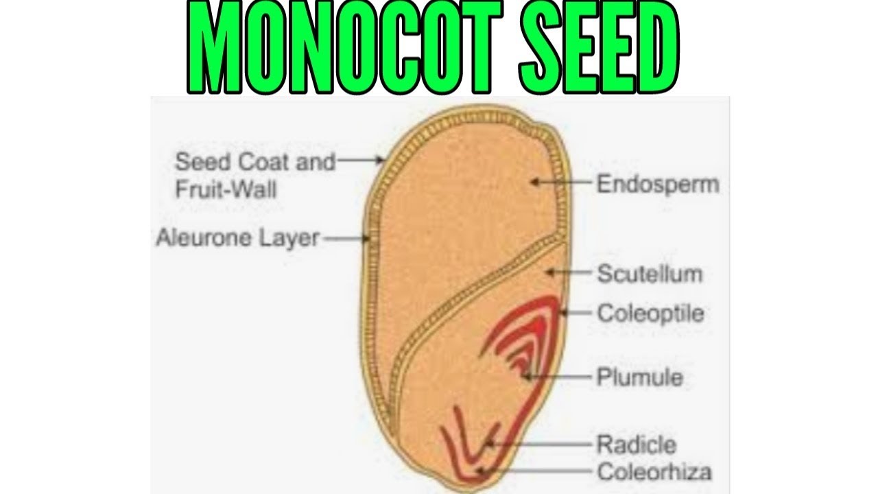 Parts Of A Monocot Seed