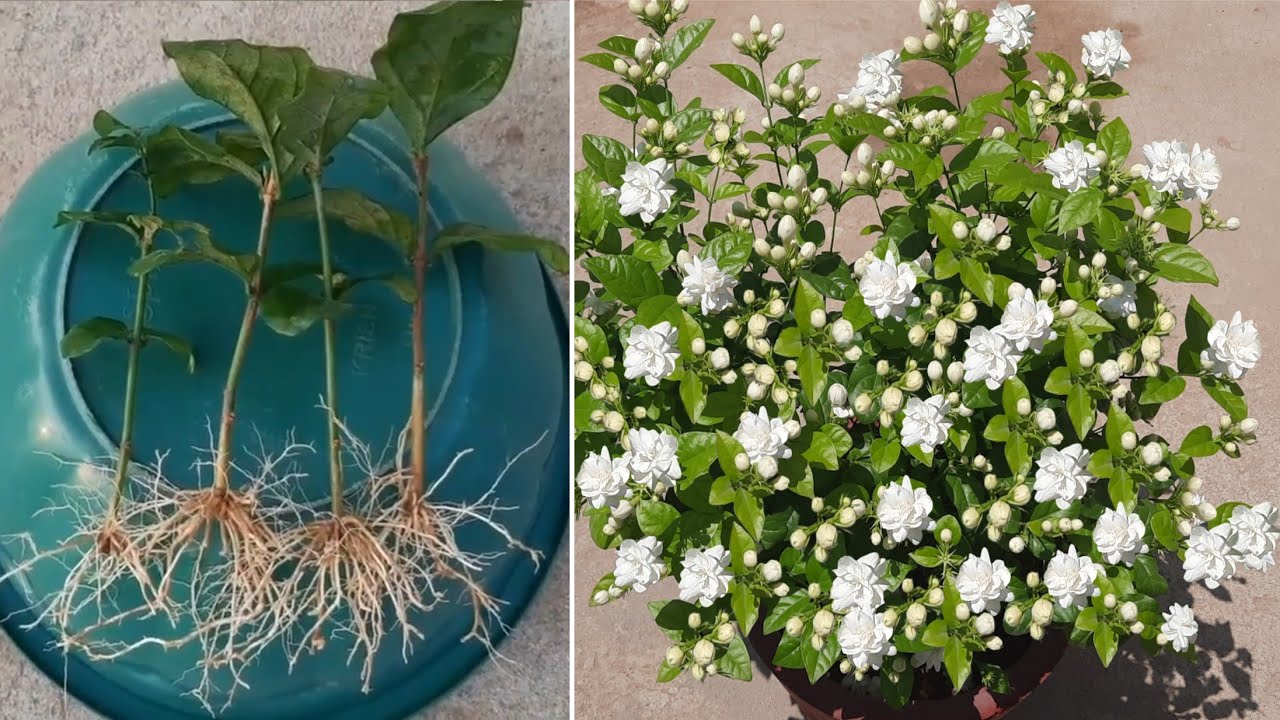 Easy Way To Grow Mogra Jasmine From Cuttings 100 % Rooting Result ...