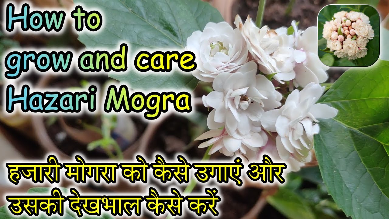 How to grow and care Hazari Mogra |Chinese Glory |Clerodendrum ...