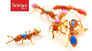 First genetically modified ant shows expanded sense of smell helped ants become social