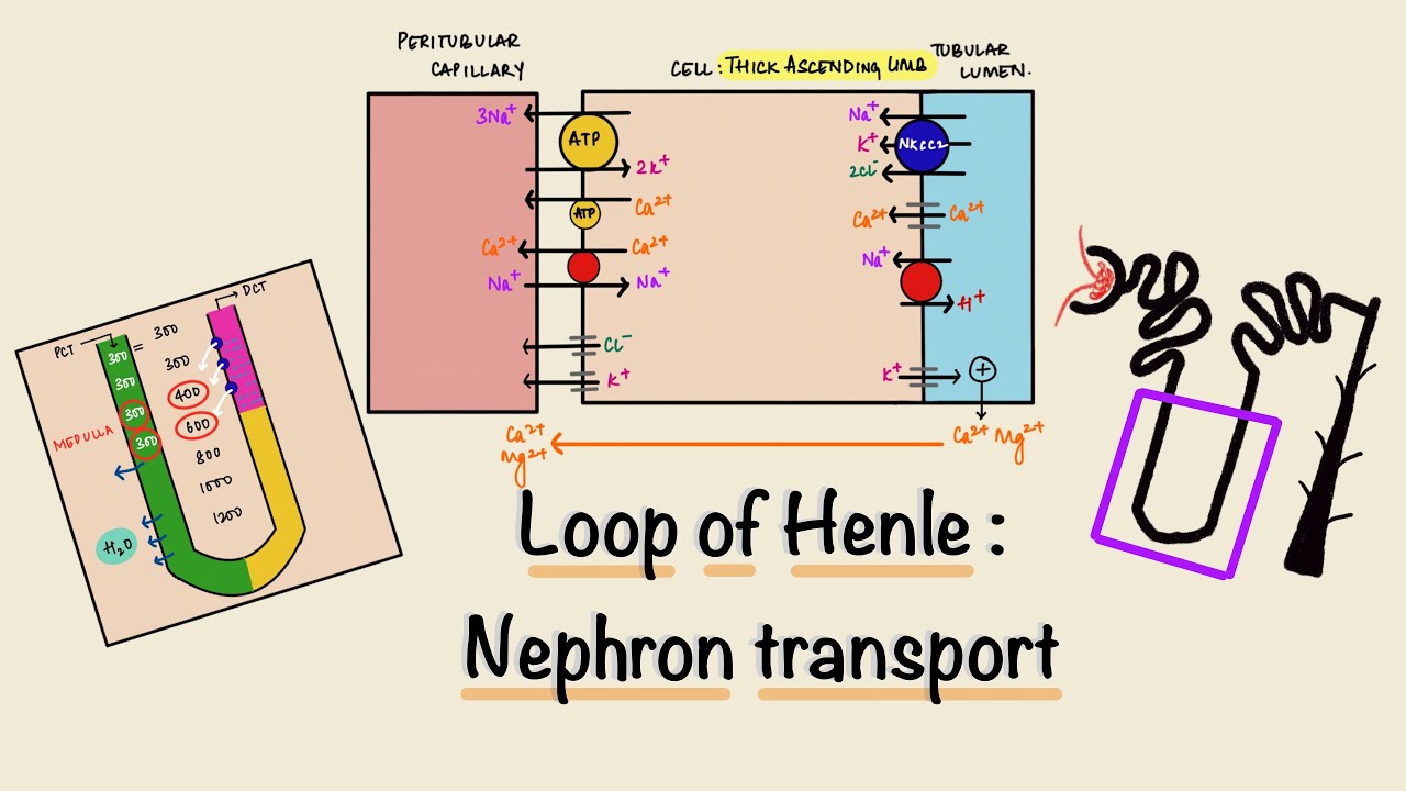 The Nephron Diagram Loop Of Henle