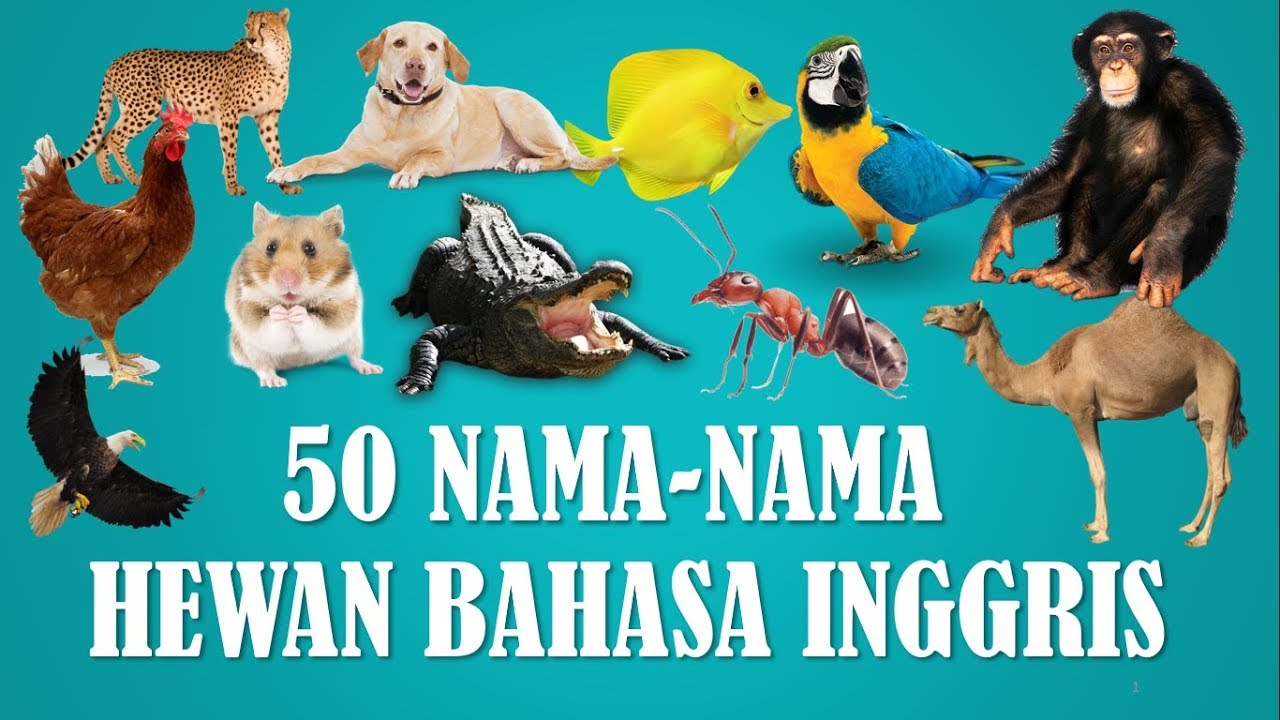 50 Nama Nama Hewan Atau Binatang Dalam Bahasa Inggris Animals In English Youtube