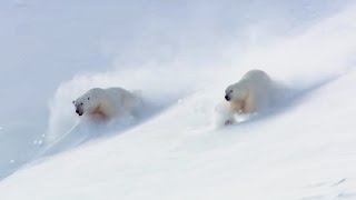 How To Play Like A Polar Bears! - Animal Attraction - BBC