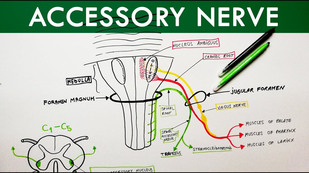 Accessory nerve | Cranial Nerve XI | Anatomy Tutorial - YouTube