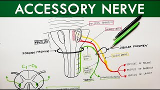 Accessory nerve | Cranial Nerve XI | Anatomy Tutorial | Doovi