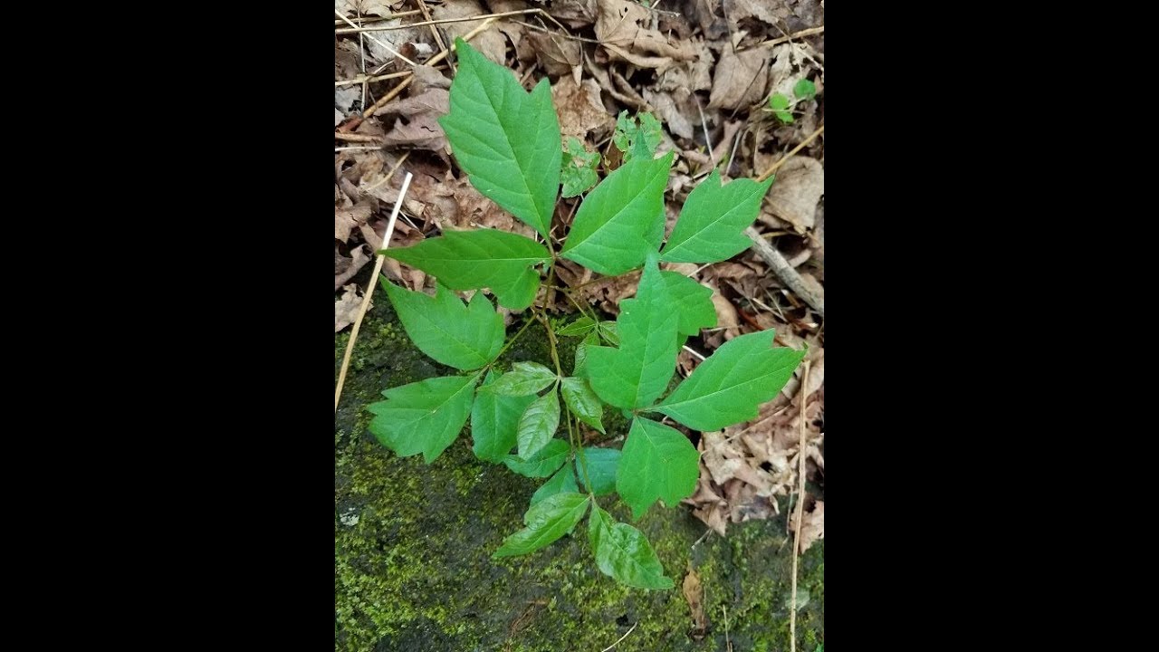 Identifying Poison Ivy Identify Poison Ivy Plant Leaves