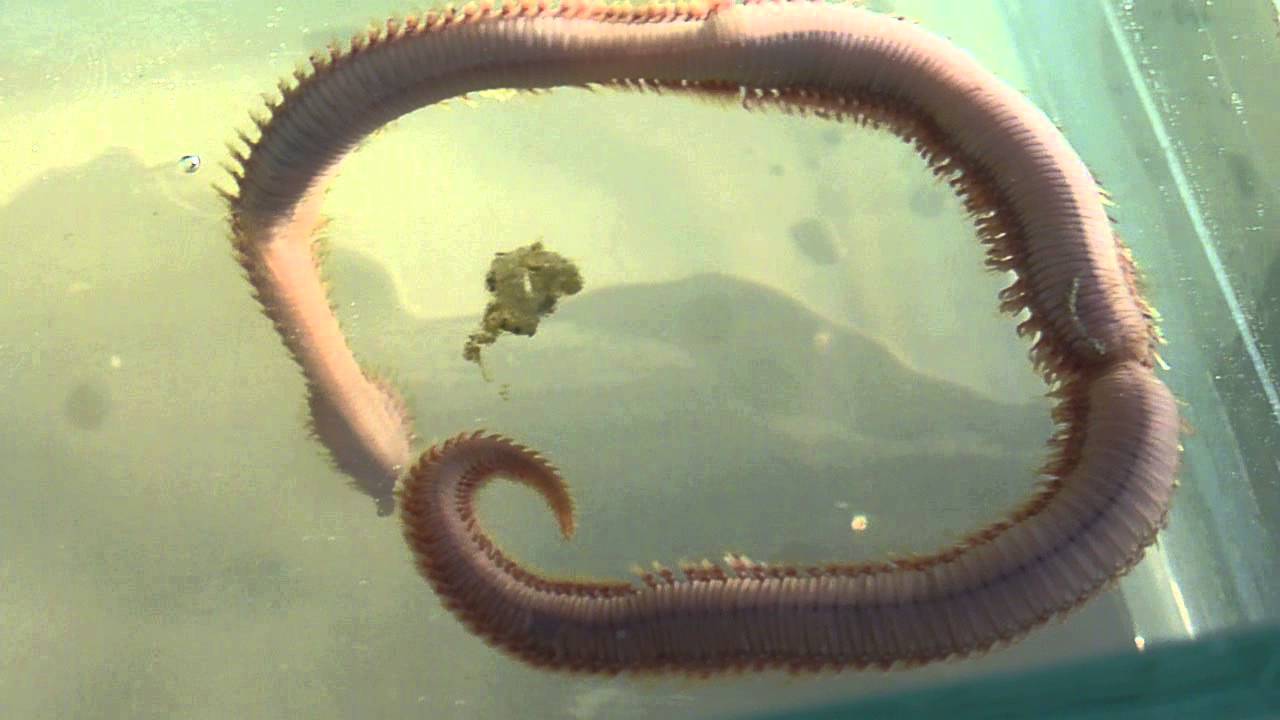 Bloodworm activity - YouTube