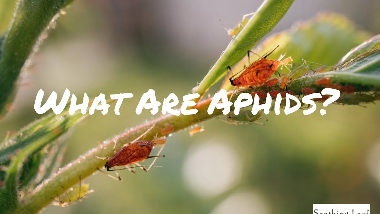 What Are Aphids? Everything You Need To Know!