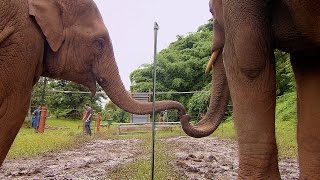 Elephants Learn To Work Together - Super Smart Animals - BBC Earth