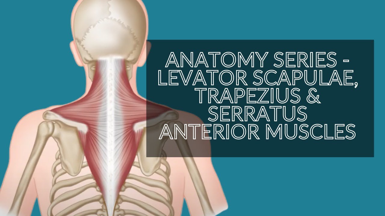 Trapezius And Levator Scapulae