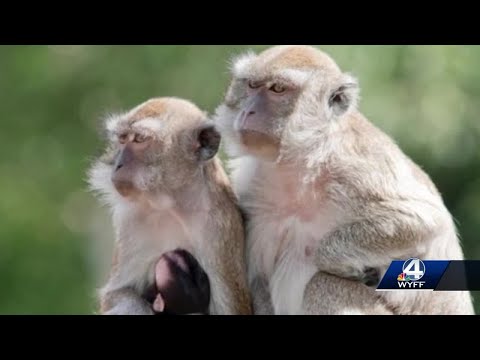 Still On The Loose 43 Monkeys Escape Research Center In South Carolina