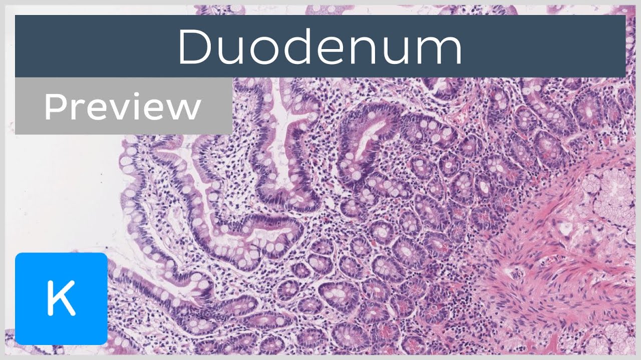 Duodenum Slide Labeled