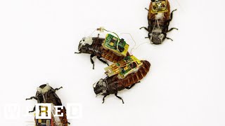 Cyborg Cockroaches Could Save Your Life | Cyborg Nation