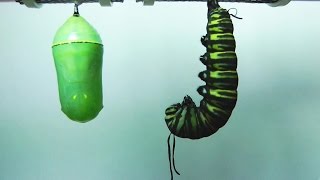 Monarch Butterfly Metamorphosis time-lapse FYV 1080 HD