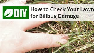 How to Check Your Lawn for Billbug Damage 