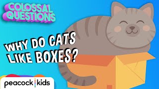 Why Do Cats Like Boxes? | COLOSSAL QUESTIONS