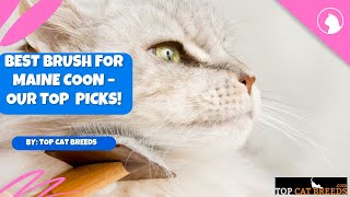 Best Brush For Maine Coon  Our Top Picks | Top Cat Breeds