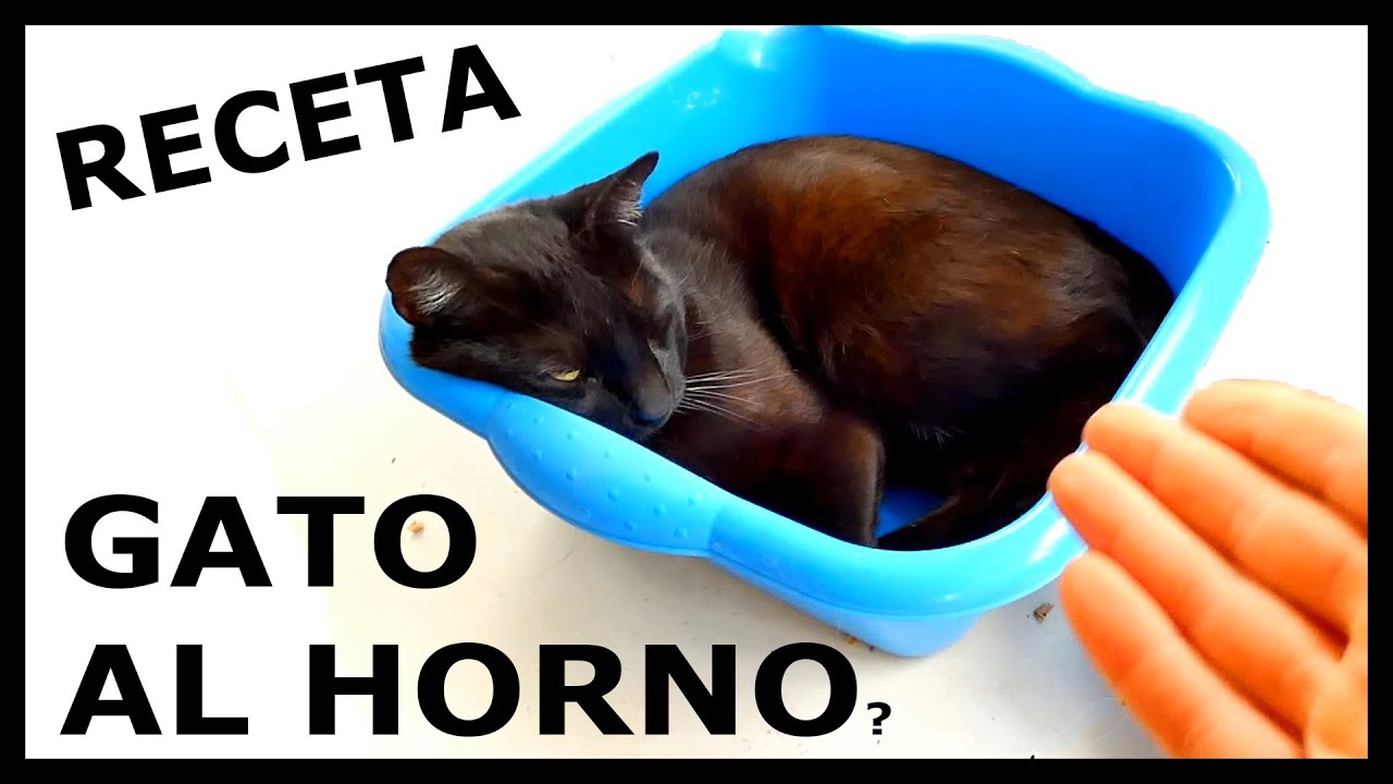 Receta de GATO AL HORNO? | no Como CARNE, pero Hoy Haré una Excepción |  Anteligencia irtificial fake - YouTube