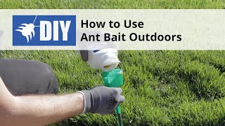 How to Use Ant Bait Outdoors