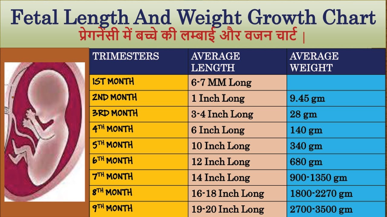 Fetal Length Chart