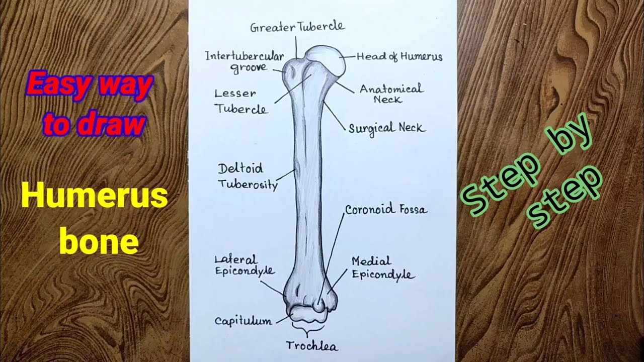 How to draw humerus bone diagram drawing step by step/Humerus bone ...