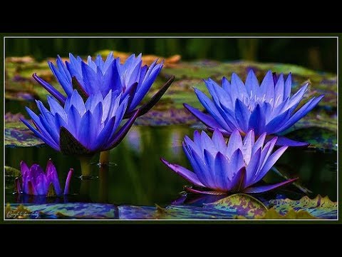 Ancient Egyptian Blue Lotus