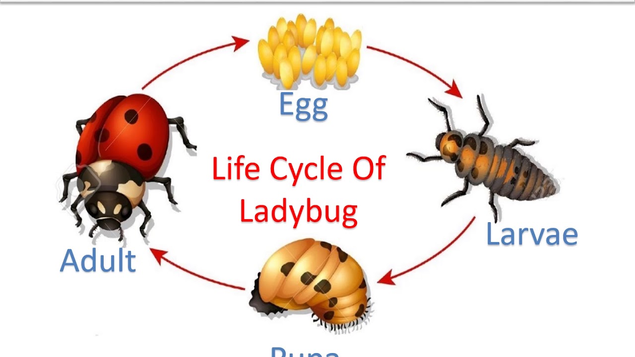 Stages Of A Ladybug Life Cycle