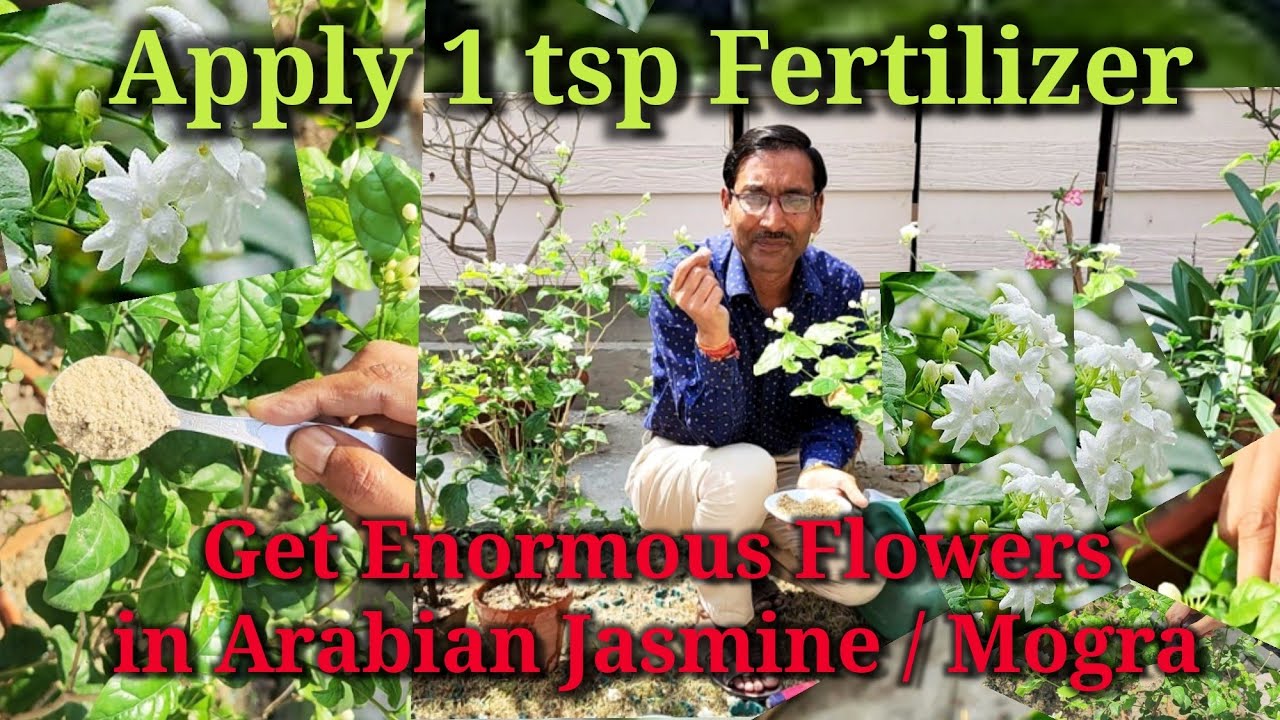 Just one tsp fertilizer would do magic in Arabian Jasmine or Mogra ...