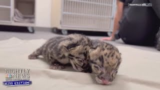 Meet The Nashville Zoos Clouded Leopard Cubs | Nightly News: Kids Edition