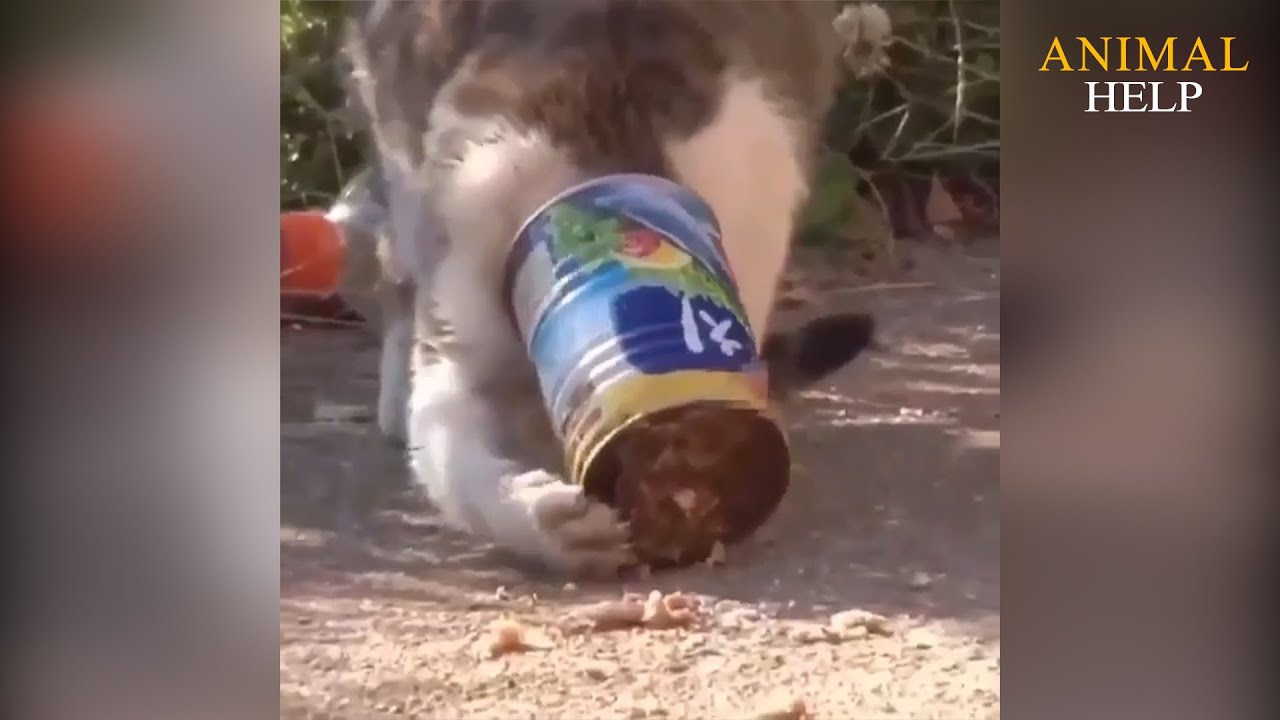 Rescue Poor Kitten Who Got Stuck in Canned Food and Running from ...