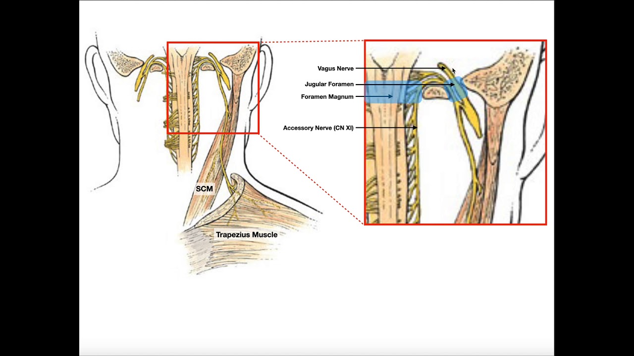 Structure & Function of the Spinal Accessory Nerve (CN XI) - YouTube