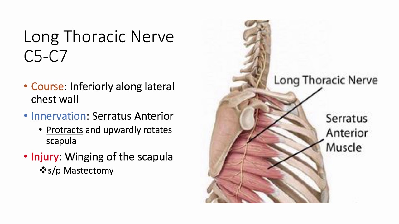 Long Thoracic Nerve Anatomy