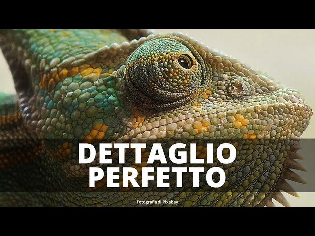 DETTAGLIO PERFETTO | in Photoshop per ogni genere fotografico