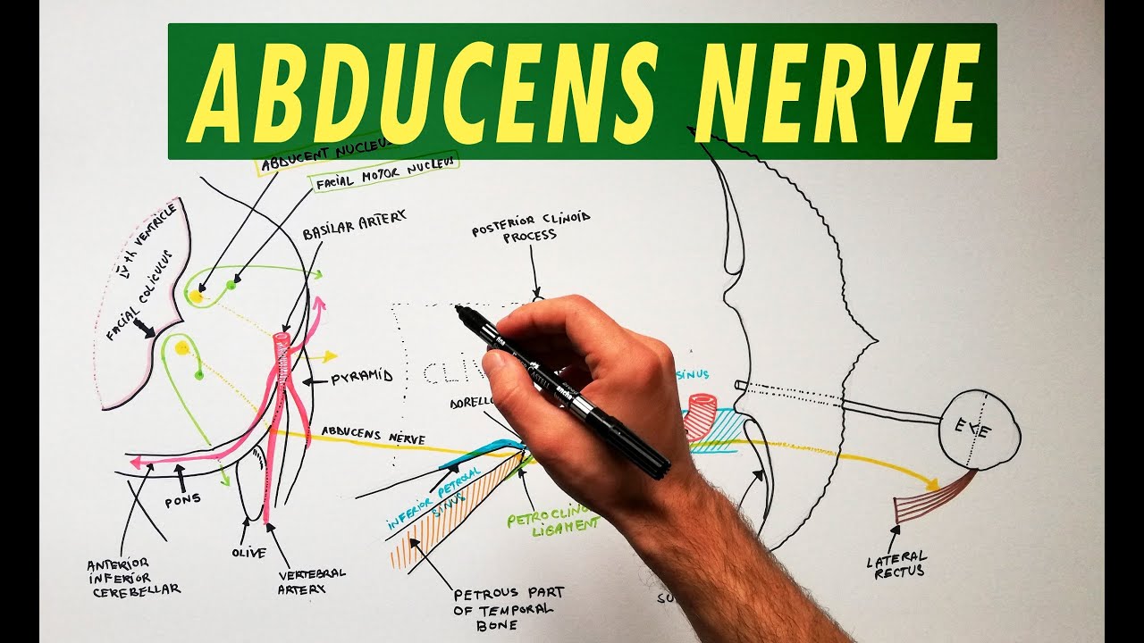 El propietario Descuidado almohadilla abducens nerve anatomy Hassy Como ...